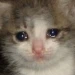 Sinfgc