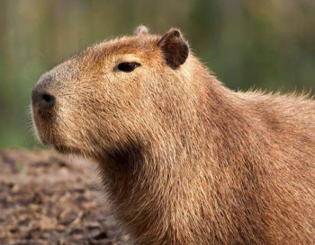 Capybara1337