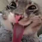 Miqelaash