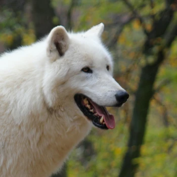 Snowwulf
