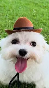 bendz3
