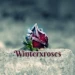Winterxroses