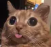 Its_Kritter