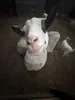 PGoat
