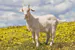 GuzzyGoat