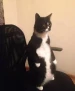 Penguincat