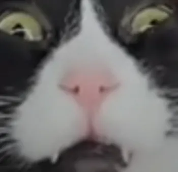 Snaxx