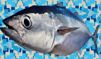 trout5
