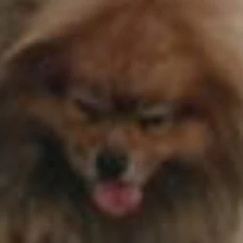slipdog