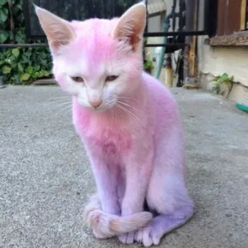 pachinki