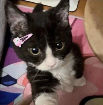 SoyLua