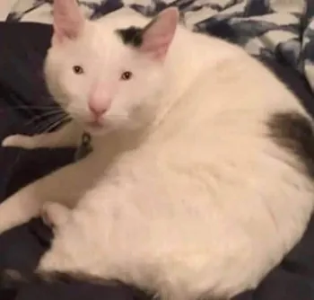Kjrito