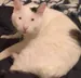 Kjrito
