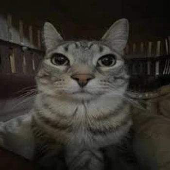 hmoud9