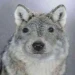 Poro_the_it