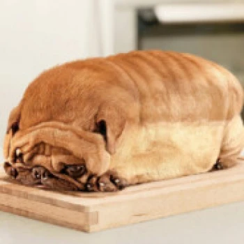 Kick profile picture for @bread