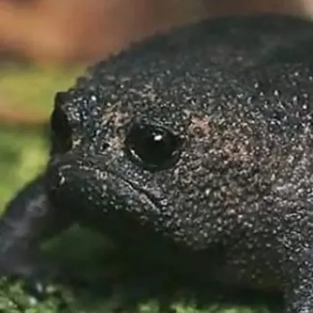 LUSID1
