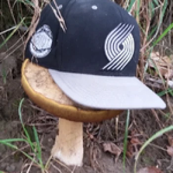 lemonzaller
