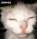 Gatoamoroso1