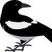 Magpie_0616