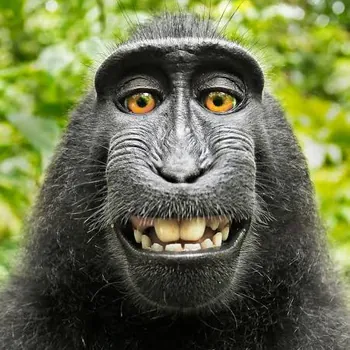 MMMonkey28