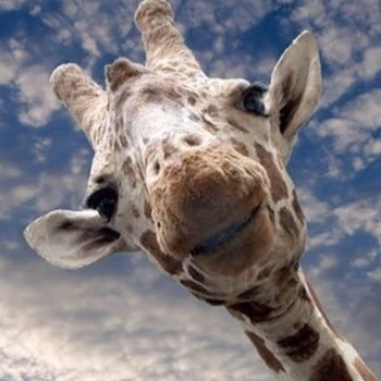 graffie0