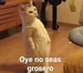 PinaConMango