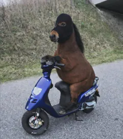 raggdogg