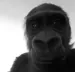 sajmonek71