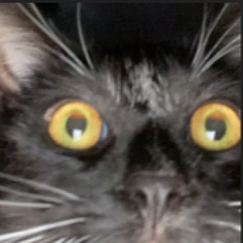 cat_steak