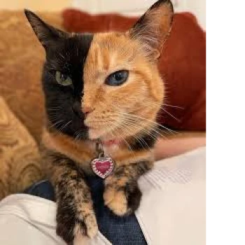 facecat