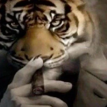Kick profile picture for @tiger