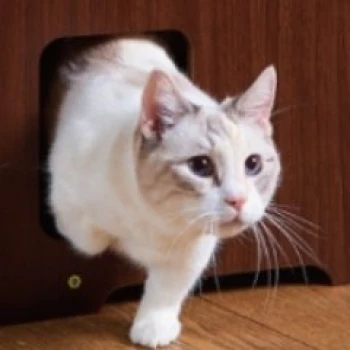 polinky