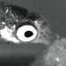 guppgotswag