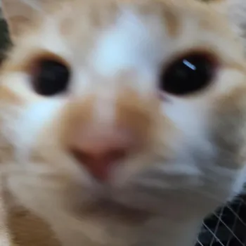 jankweyl