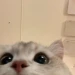 Mucario