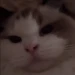 MeoowGOD