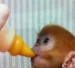Memoligayri Profile Picture