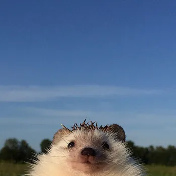canfpsz