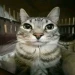 IMeLLy17