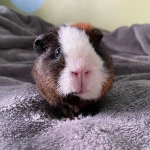 Cavybaras Kick