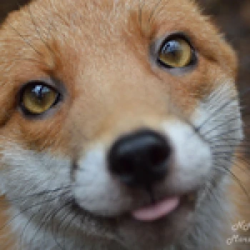 Prefoxfox