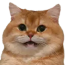 catfishxp