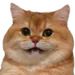 Ehva