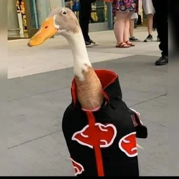 CrossWR