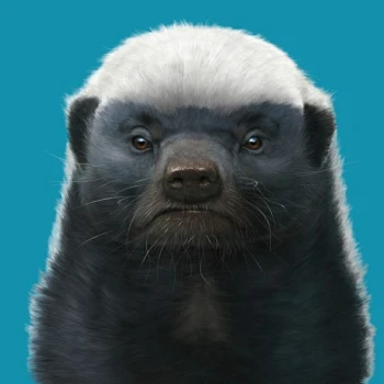 havybere