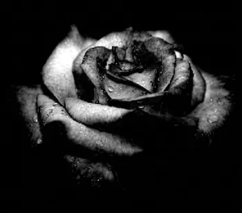 Bl4ckrose