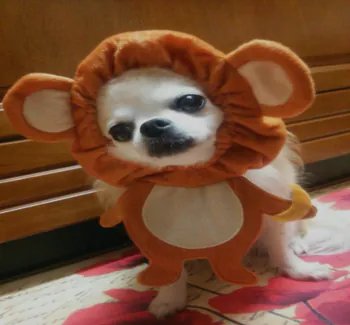zigonsehpa