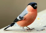 bird2