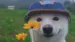 Playydog